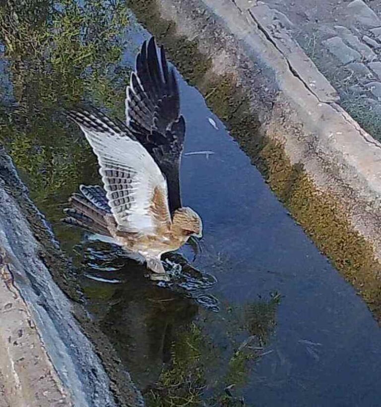 Little Eagle • Flinders Ranges Field Naturalists
