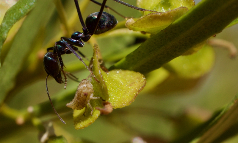 Ants farming aphids on Sticky Hop-bush